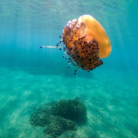 Complejo Turistico Los Bayiyos Agua Amarga  Exteriér fotografie